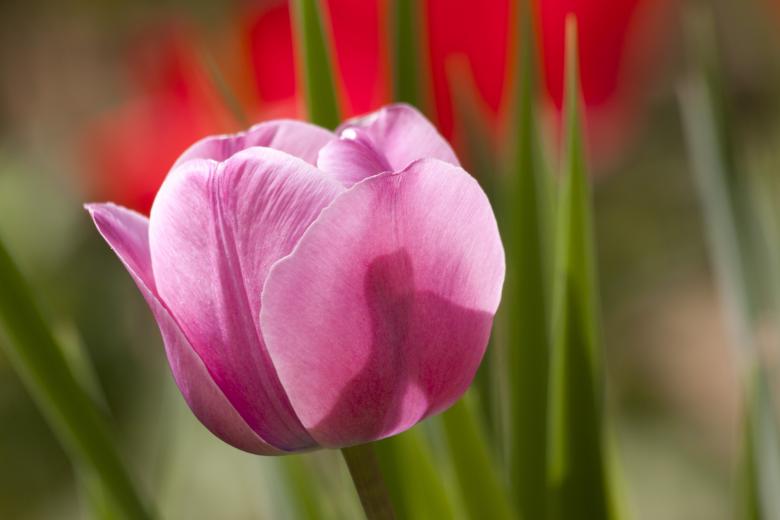 Free stock image of Tulip in the Garden created by Pixabay