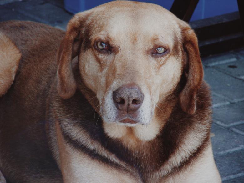 Free stock image of Street Dog created by Mayara Sousa