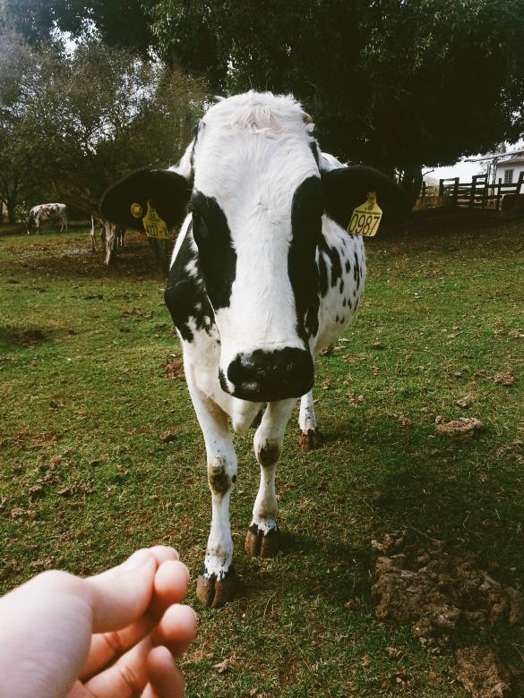 Free stock image of Farm Cow created by Mayara Sousa