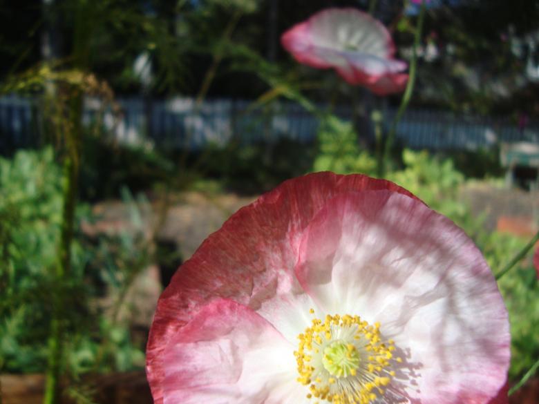 Free stock image of Poppy created by Peter Thompson
