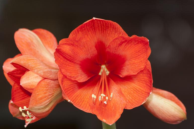 Free stock image of Fresh Amaryllis created by Pixabay