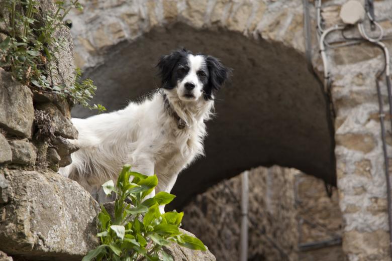 Free stock image of Wild Dog created by Pixabay