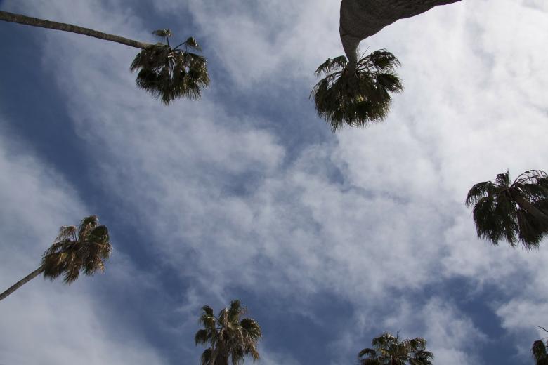 Free stock image of Palm Trees created by Pixabay