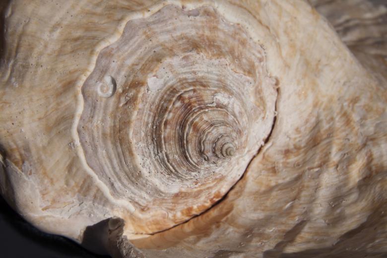 Free stock image of Snail Shell created by Pixabay