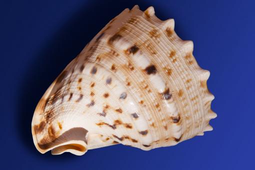 Free Stock Photo of Sea Snail