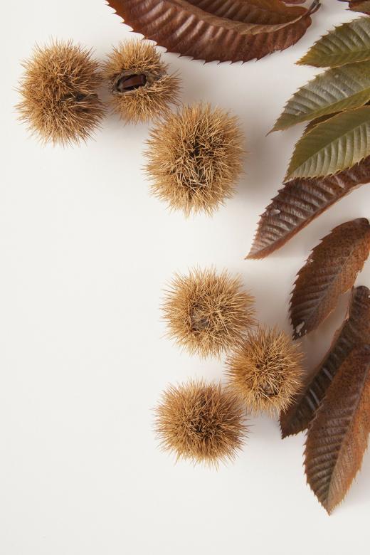 Free stock image of Sweet Chestnuts created by Pixabay