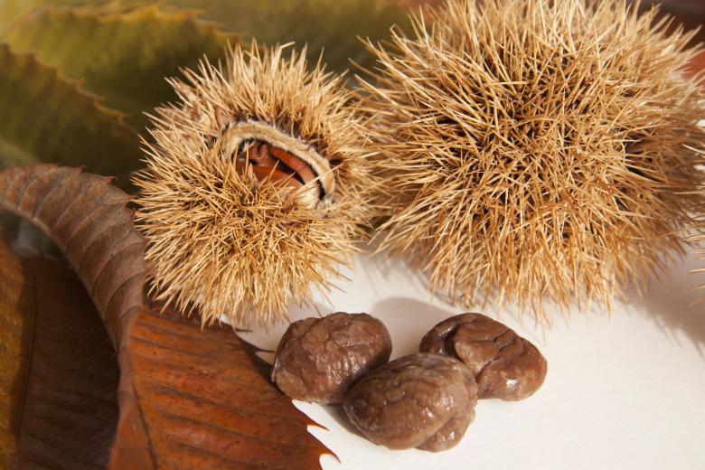 Free stock image of Fresh Chestnuts created by Pixabay