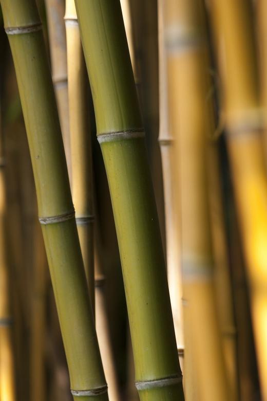 Free stock image of Bamboo Trees created by Pixabay