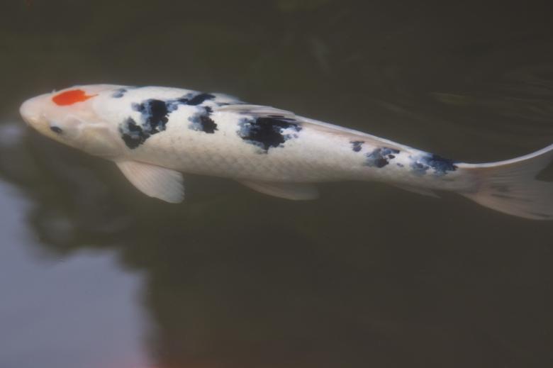 Free stock image of Brocade Carp created by Pixabay