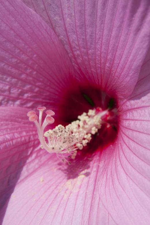 Free stock image of Macro Hibiscus created by Pixabay