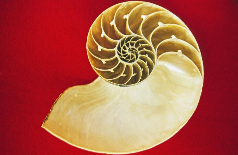 Free stock image of Nautilus created by Pixabay