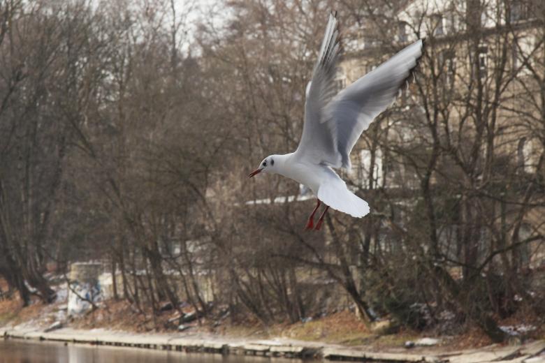 Free stock image of Seagull Flying created by Pixabay
