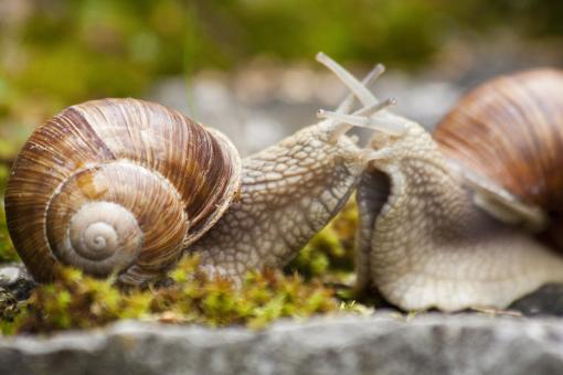 Free Stock Photo of Snail Couple