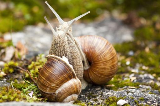 Free Stock Photo of Snail Couple