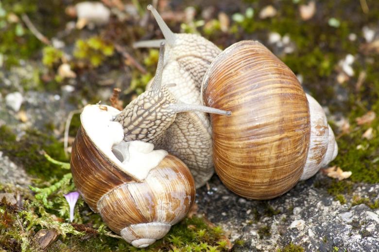 Free stock image of Two Snails created by Pixabay
