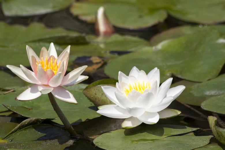 Free stock image of Water Lilies created by Pixabay