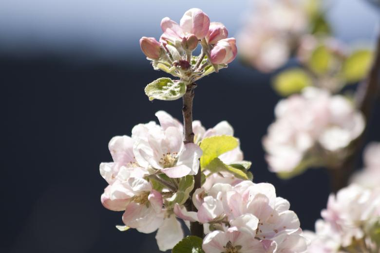 Free stock image of Apple Blossom created by Pixabay