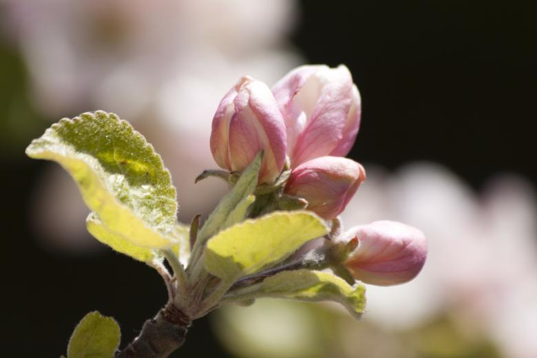 Free stock image of Apple Blossom created by Pixabay