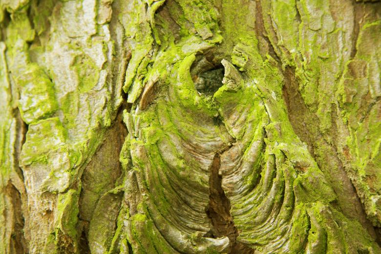 Free stock image of Wood Bark Texture created by Pixabay
