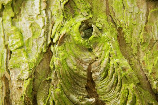 Free Stock Photo of Wood Bark Texture
