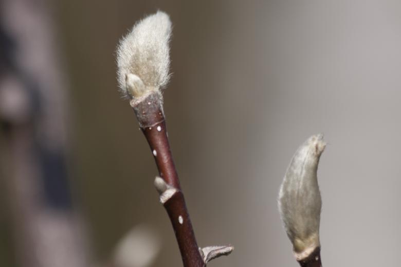 Free stock image of Hairy Bud created by Pixabay