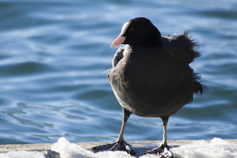 Free stock image of Black Coot created by Pixabay