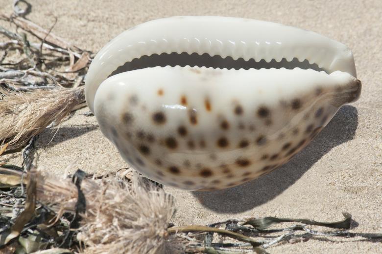 Free stock image of Cowrie Shell created by Pixabay