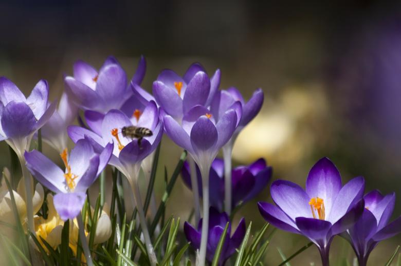 Free stock image of Bee in the Garden created by Pixabay