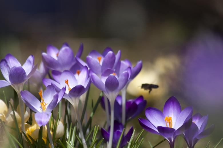 Free stock image of Crocus in the Garden created by Pixabay