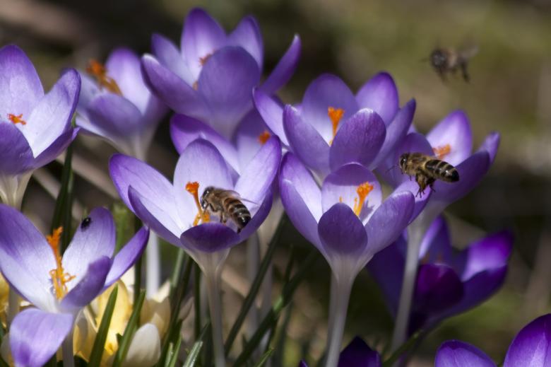 Free stock image of Bees on Crocus created by Pixabay