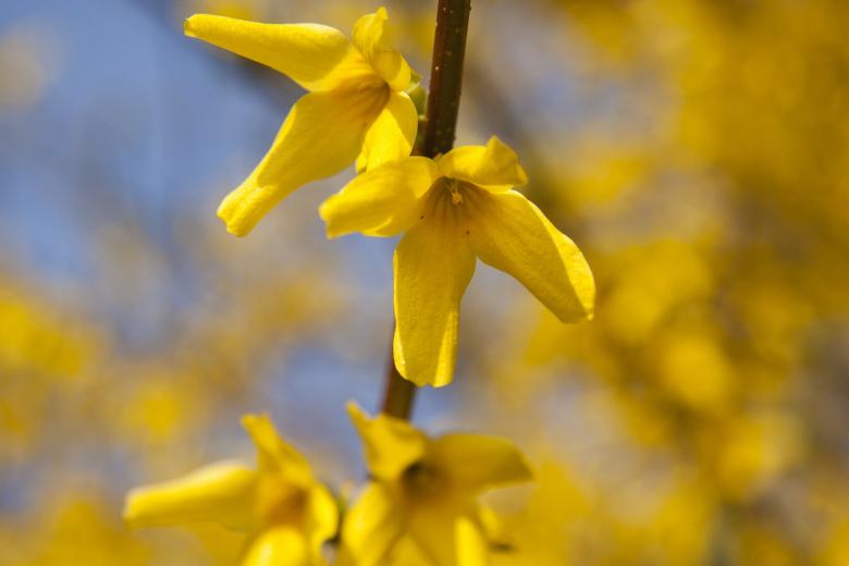 Free stock image of Yellow Forsythia created by Pixabay