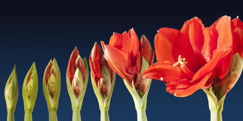 Free stock image of Flowers in the Garden created by Pixabay