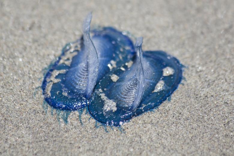 Free stock image of Jellyfish on the Beach created by Pixabay