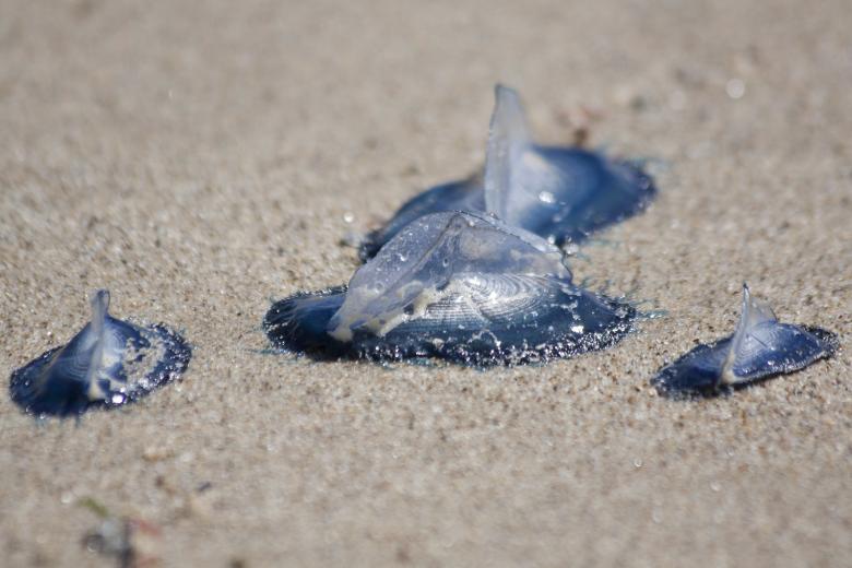 Free stock image of Jellyfish on the Beach created by Pixabay