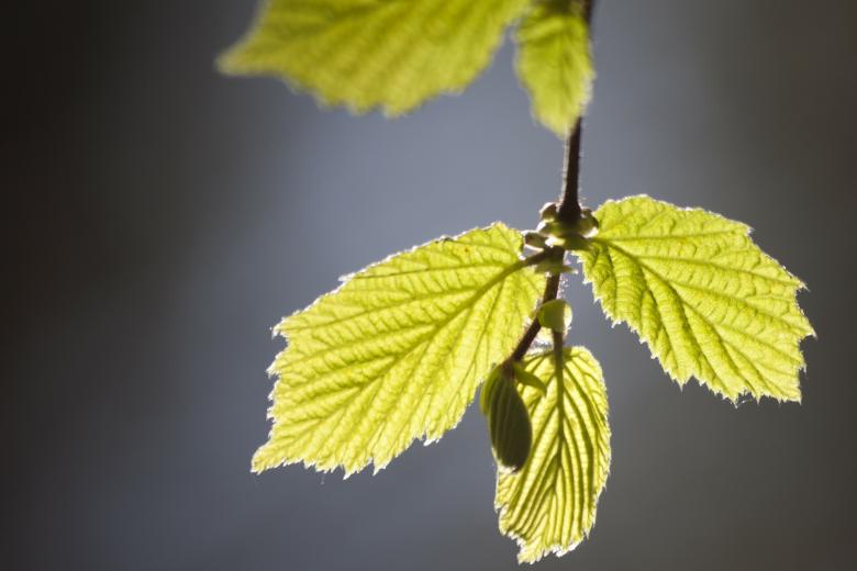 Free stock image of Leaves Closeup created by Pixabay