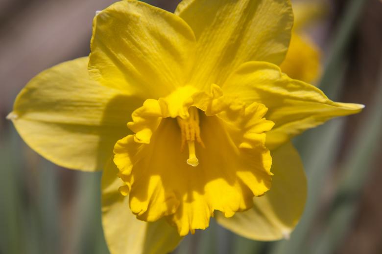 Free stock image of Macro Narcissus created by Pixabay