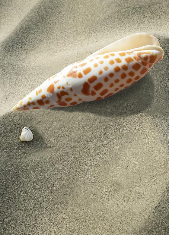 Free stock image of Sea Snail created by Pixabay