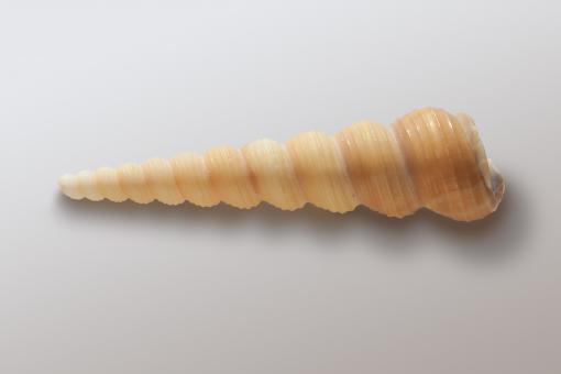 Free Stock Photo of Sea Snail Shell