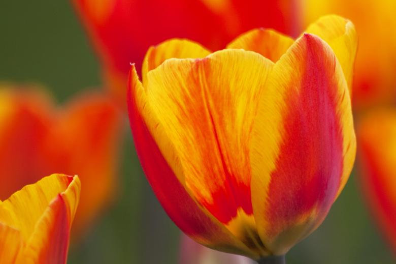 Free stock image of Tulip Closeup created by Pixabay