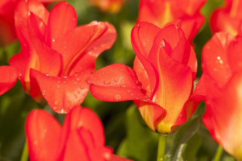 Free stock image of Fresh Tulip created by Pixabay