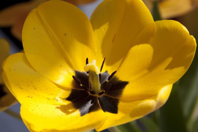 Free stock image of Yellow Tulip created by Pixabay