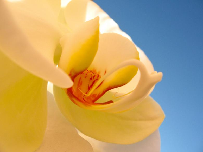 Free stock image of Yellow Orchid Flower created by Ed La Costa