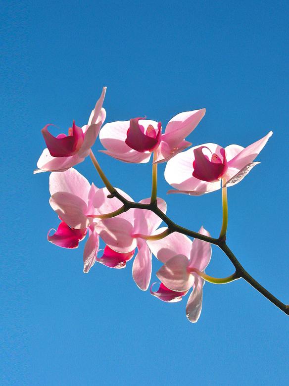Free stock image of Pink Orchids created by Ed La Costa