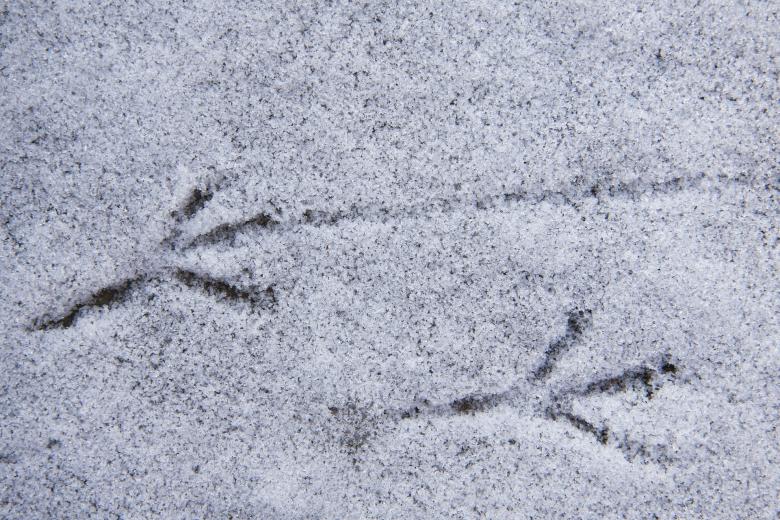 Free stock image of Bird Tracks in Snow created by Pixabay