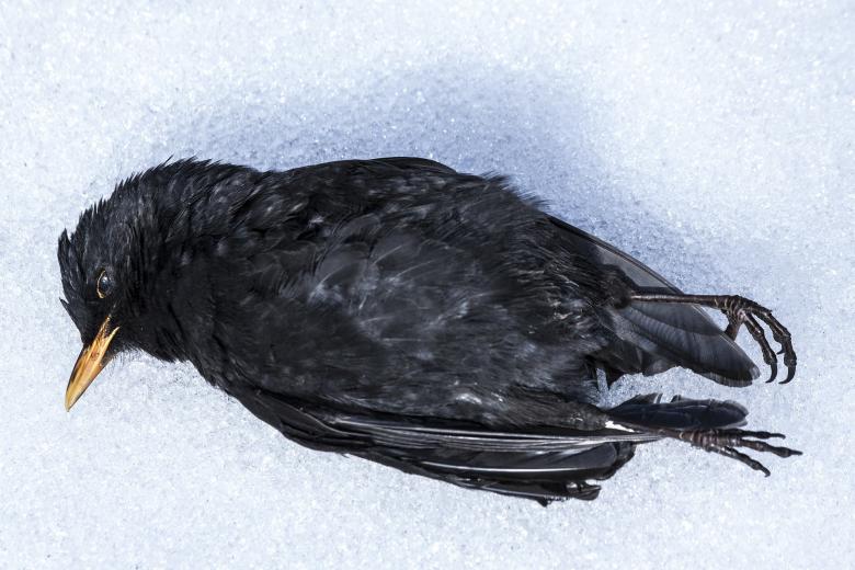 Free stock image of Dead Blackbird created by Pixabay