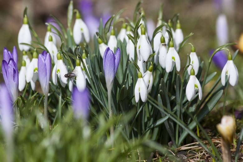 Free stock image of Crocus in the Garden created by Pixabay