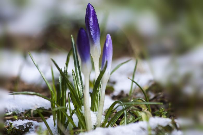Free stock image of Blooming Crocus created by Pixabay