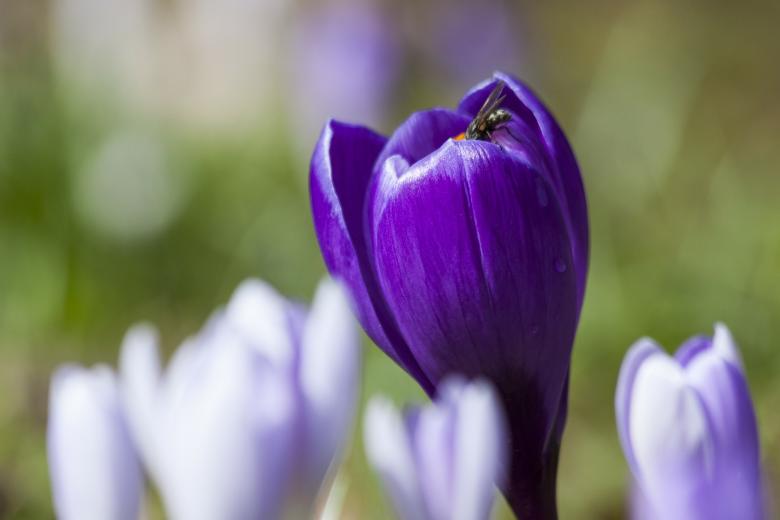 Free stock image of Fly on the Crocus created by Pixabay