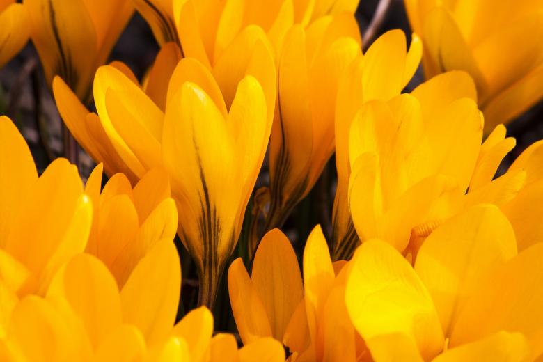 Free stock image of Fresh Orange Crocus created by Pixabay