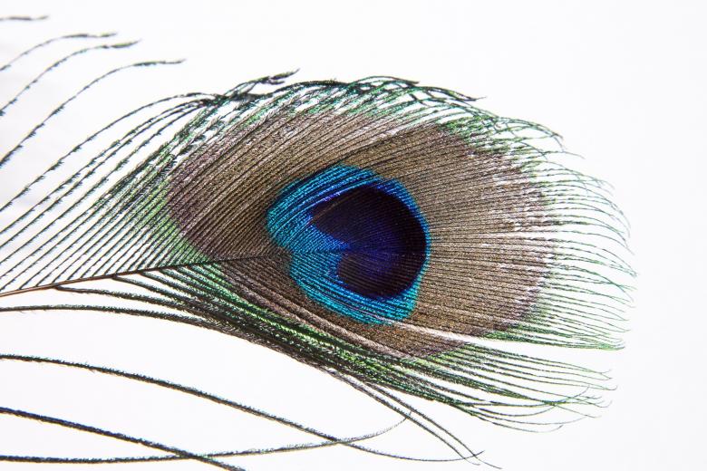 Free stock image of Peacock Feather created by Pixabay